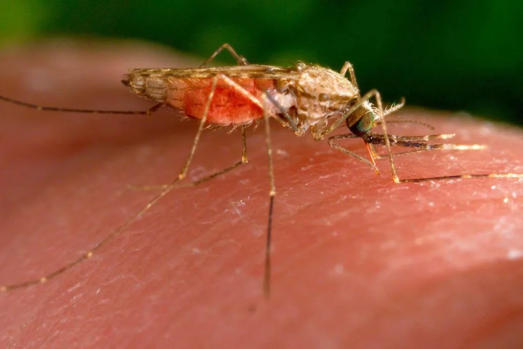 Genetic trick to make mosquitoes malaria resistant passes key test Genetic trick to make mosquitoes malaria resistant passes key test