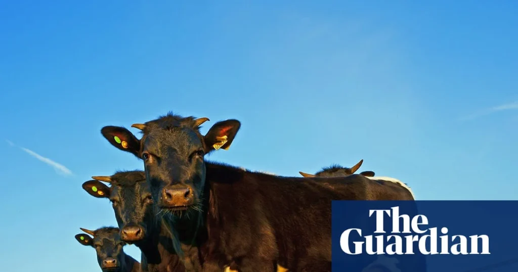 ‘British food will disappear’: trade deal after Brexit is hitting UK farmers hard ‘British food will disappear’: trade deal after Brexit is hitting UK farmers hard