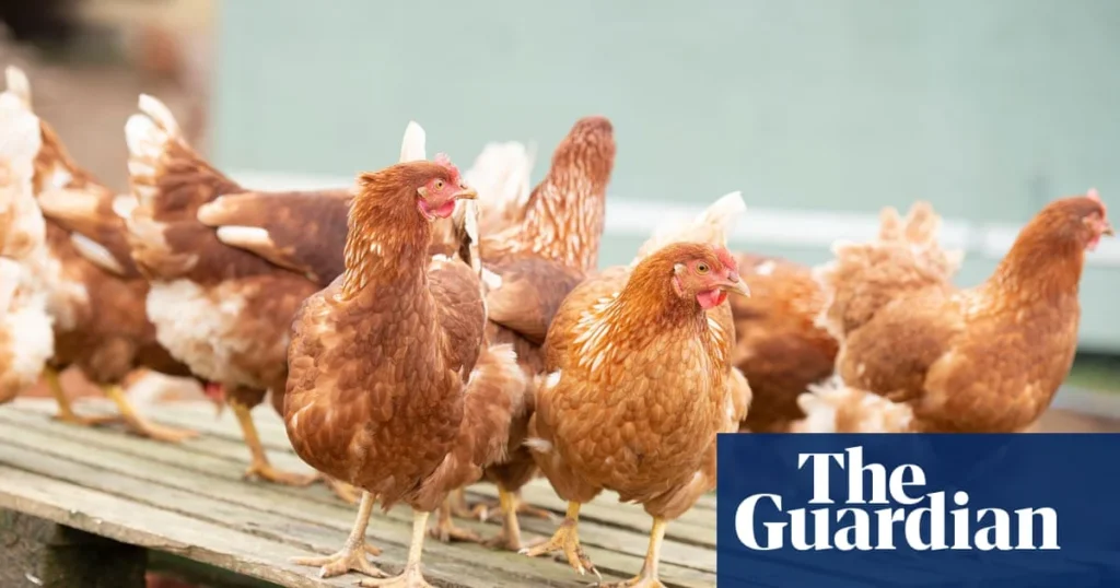 Baromfiipar uniós terve: kockázat az UK nemzetbiztonságra?